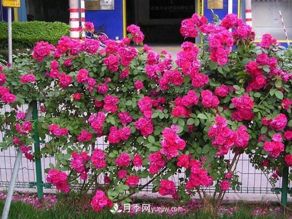 多季開(kāi)花的藤本月季有哪些？(圖2)