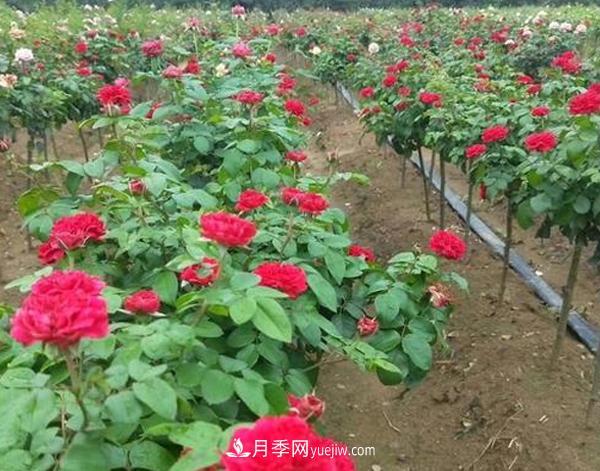 南陽(yáng)月季新品種種植的前景很樂(lè )觀(guān)(圖1)