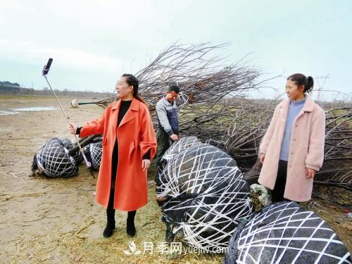 山東苗木業(yè)戶(hù)的生意經(jīng)：用抖音帶動(dòng)銷(xiāo)售 ***大一筆成交6000萬(wàn)元(圖1)