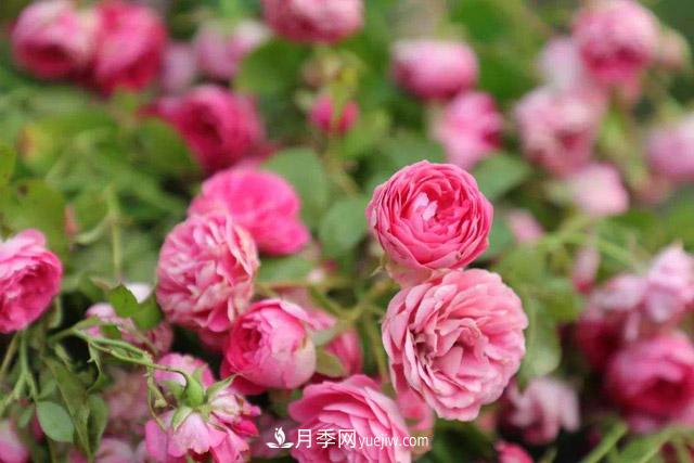 玫瑰的養殖方法和注意事項(圖1)