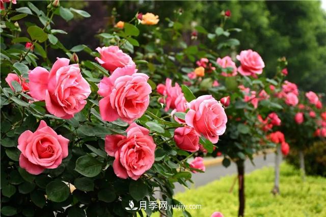 嫁接樹(shù)狀月季可以用什么月季品種？(圖1)