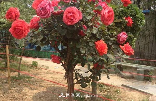 南陽(yáng)樹(shù)狀月季可以活幾年在于你的日常種植管理(圖1)