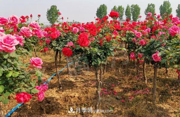 決定樹(shù)狀月季嫁接成活率的要素有哪些？(圖1)