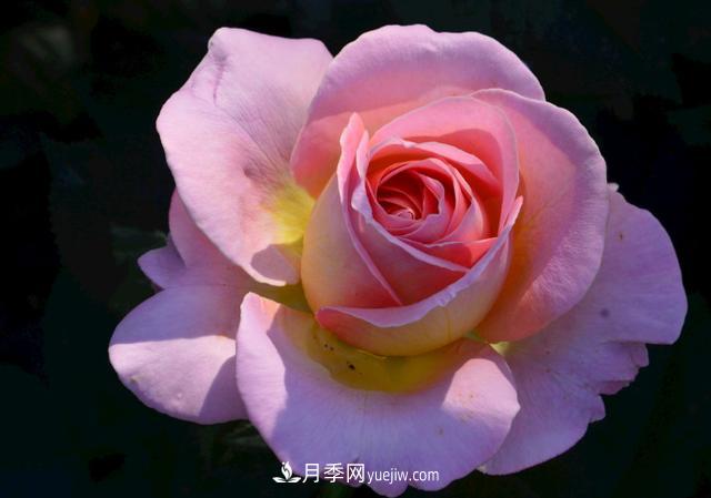 月季花，長(cháng)得好看，要養好要學(xué)會(huì )小技巧(圖1)