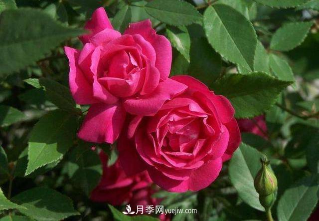 月季花，長(cháng)得好看，要養好要學(xué)會(huì )小技巧(圖2)