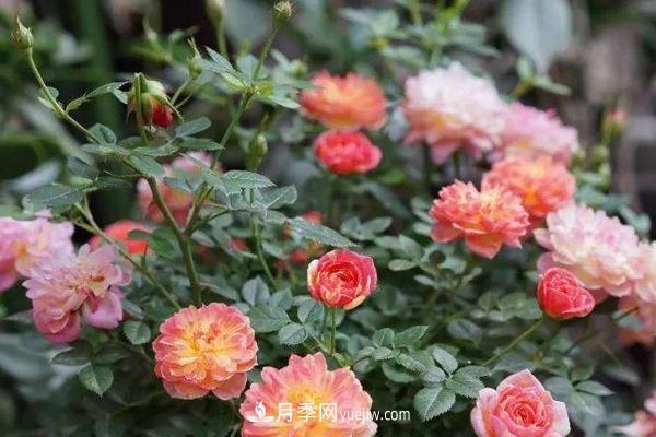 超微月季的養殖方法分享(圖1)