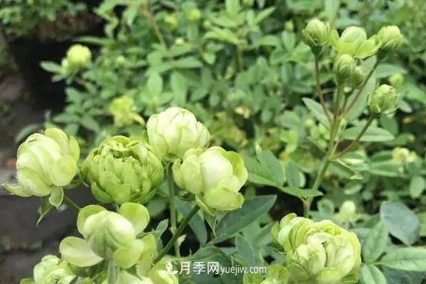 超微月季的養殖方法分享(圖2)