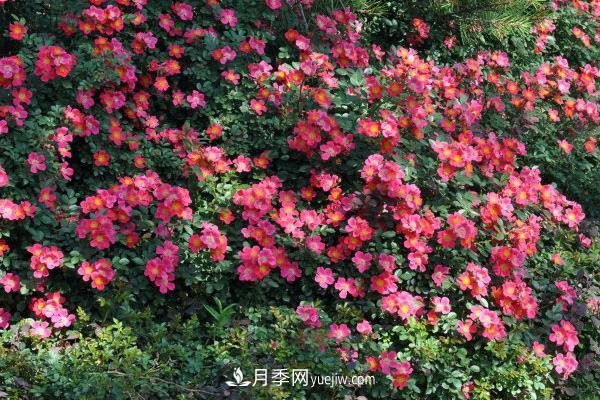 超微月季的養殖方法分享(圖3)