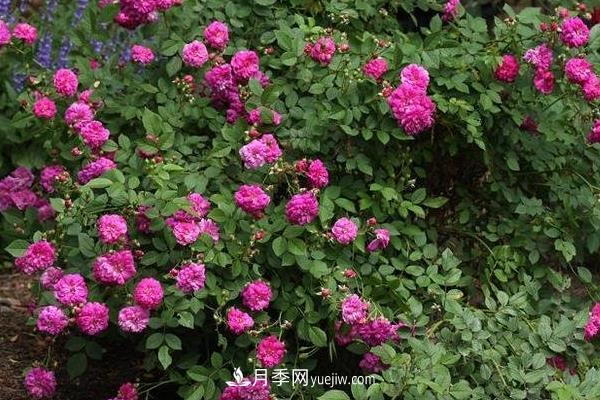 超微月季的養殖方法分享(圖4)