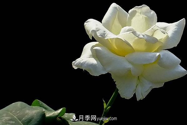 微型月季什么品種***好？微型月季怎么修剪枝葉？(圖2)
