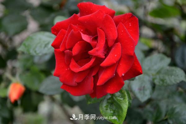 微型月季什么品種***好？微型月季怎么修剪枝葉？(圖3)
