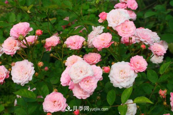 微型月季什么品種***好？微型月季怎么修剪枝葉？(圖1)