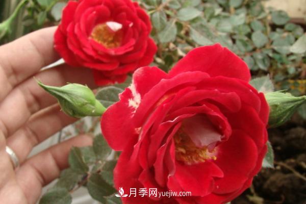 微型月季什么品種***好？微型月季怎么修剪枝葉？(圖8)