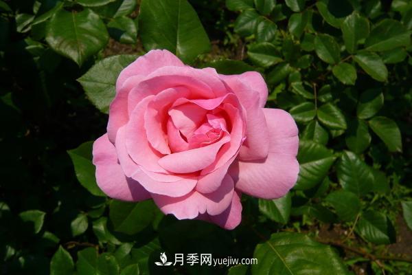 微型月季什么品種***好？微型月季怎么修剪枝葉？(圖9)