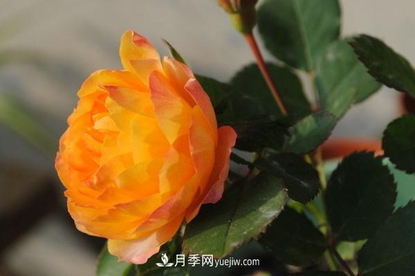 微型月季什么品種***好？微型月季怎么修剪枝葉？(圖6)