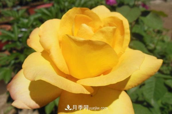 微型月季什么品種***好？微型月季怎么修剪枝葉？(圖4)