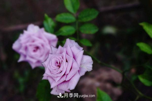 微型月季什么品種***好？微型月季怎么修剪枝葉？(圖7)