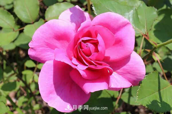 微型月季什么品種***好？微型月季怎么修剪枝葉？(圖5)