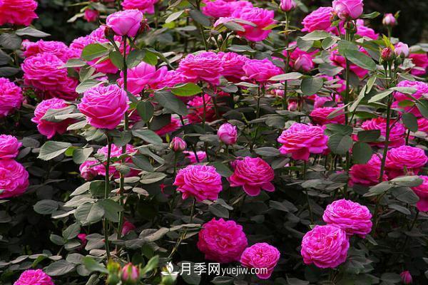 微型月季什么品種***好？微型月季怎么修剪枝葉？(圖12)