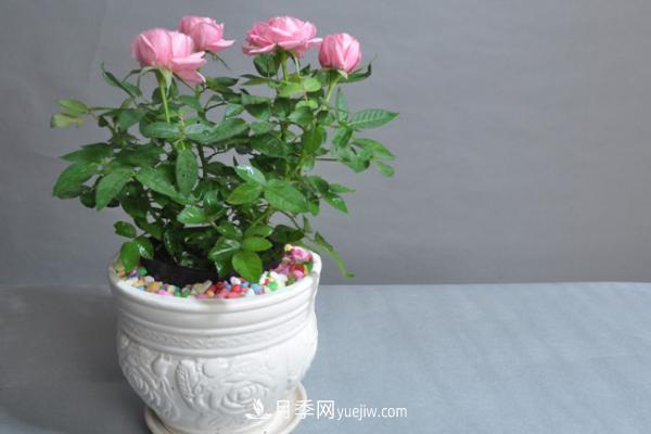微型月季什么品種***好？微型月季怎么修剪枝葉？(圖11)