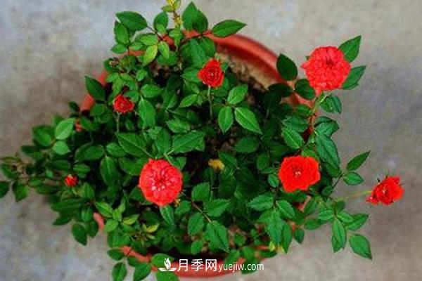 微型月季什么品種***好？微型月季怎么修剪枝葉？(圖10)