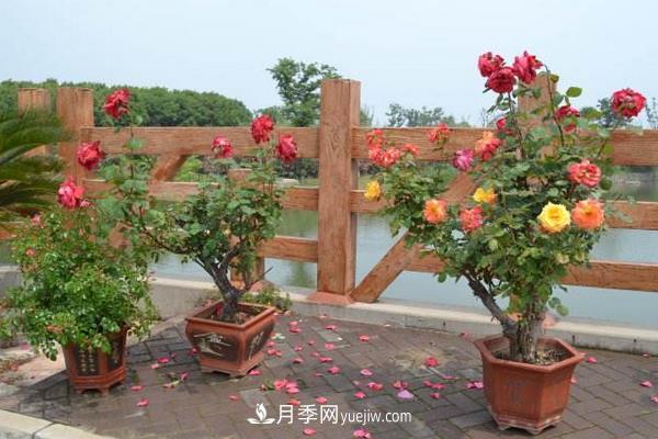 樹(shù)樁月季花的養殖方法(圖1)