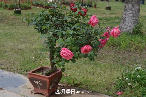樹(shù)樁月季花的養殖方法(圖3)