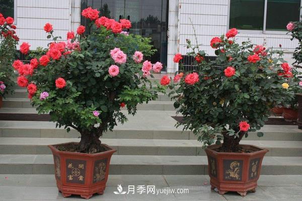 樹(shù)樁月季花的養殖方法(圖2)