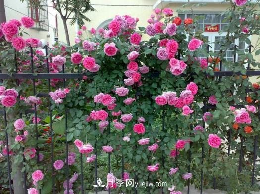 藤本月季批發(fā)價(jià)格多少錢(qián)一棵？藤本月季怎么爬藤？(圖3)