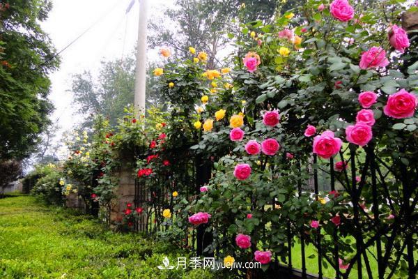 家庭陽(yáng)臺怎么養藤本月季？盆栽藤本月季怎么澆水？(圖1)