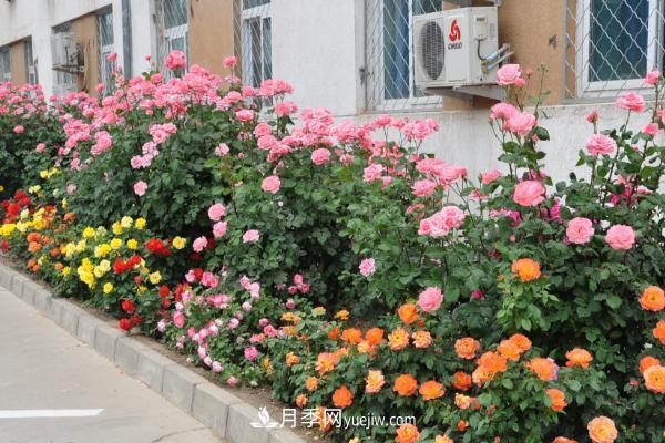 家庭陽(yáng)臺怎么養藤本月季？盆栽藤本月季怎么澆水？(圖2)
