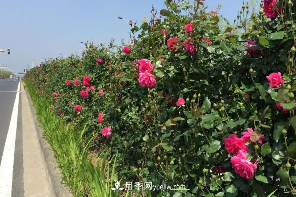 家庭陽(yáng)臺怎么養藤本月季？盆栽藤本月季怎么澆水？(圖3)