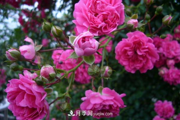 藤本月季怎么修剪枝葉？藤本月季如何過(guò)冬？(圖4)