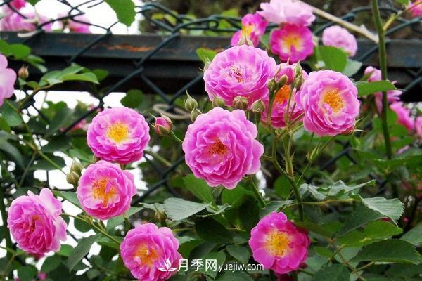 藤本月季怎么修剪枝葉？藤本月季如何過(guò)冬？(圖3)