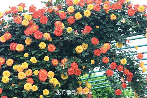藤本月季怎么修剪枝葉？藤本月季如何過(guò)冬？(圖1)