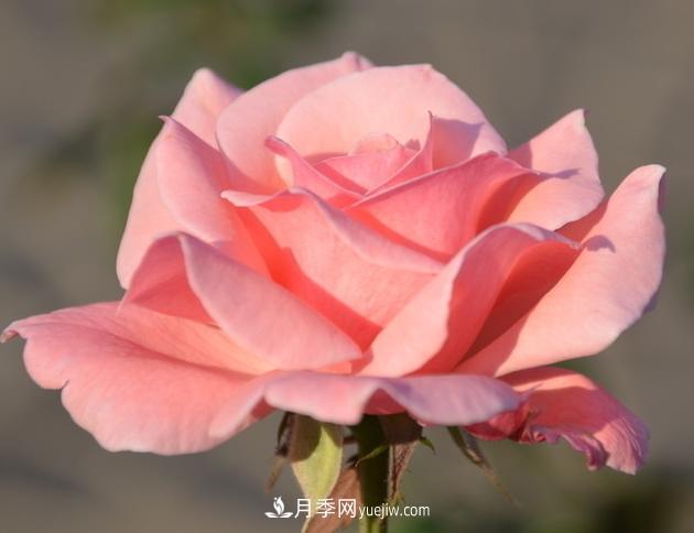 月季花的栽培技術(shù)和***佳種植時(shí)間？(圖2)