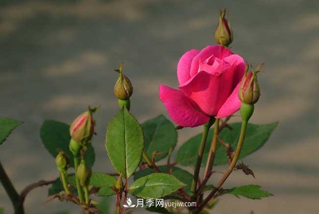 月季花的栽培技術(shù)和***佳種植時(shí)間？(圖1)