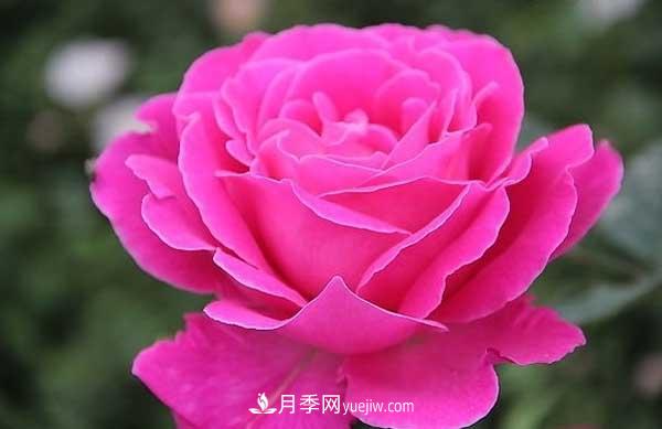 月季花的栽培技術(shù)和***佳種植時(shí)間？(圖3)