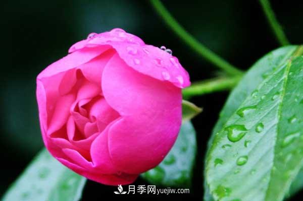月季花的栽培技術(shù)和***佳種植時(shí)間？(圖4)