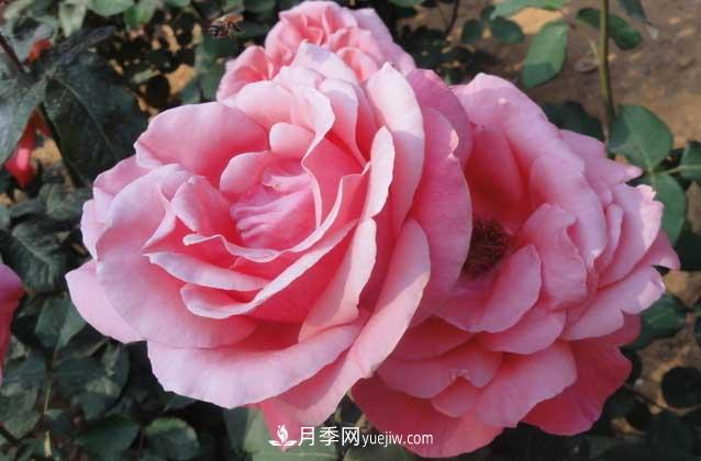 月季花什么時(shí)候開(kāi)花？什么時(shí)候播種？(圖2)