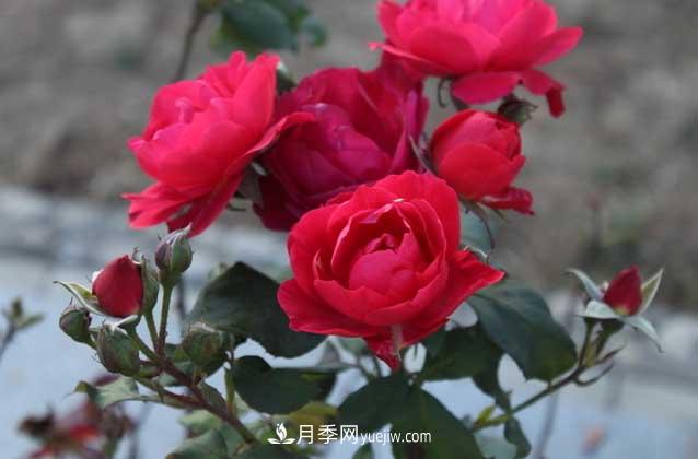 月季花什么時(shí)候開(kāi)花？什么時(shí)候播種？(圖3)
