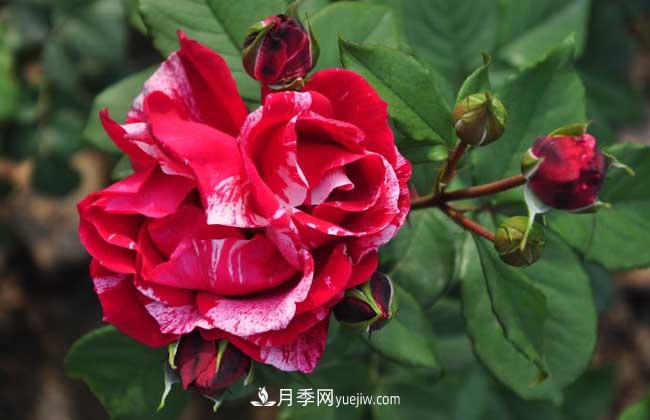 月季花葉子發(fā)黃怎么辦？種植前景如何？(圖1)