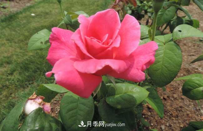 月季花葉子發(fā)黃怎么辦？種植前景如何？(圖2)