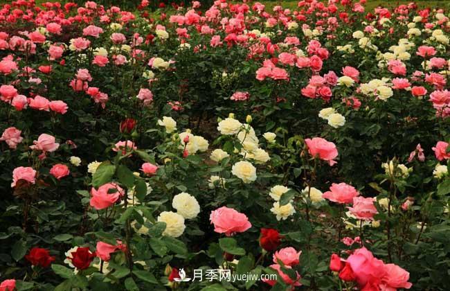 月季花葉子發(fā)黃怎么辦？種植前景如何？(圖5)