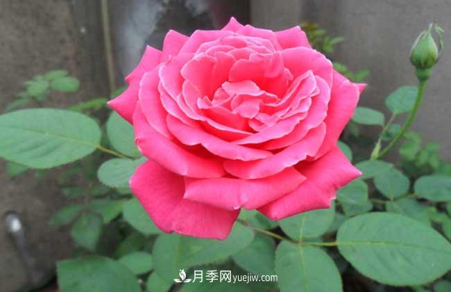 月季花葉子發(fā)黃怎么辦？種植前景如何？(圖4)