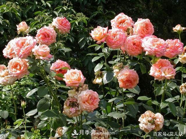 盆栽月季花掌握4個(gè)小技巧，長(cháng)得“花繁葉茂”不難！(圖1)