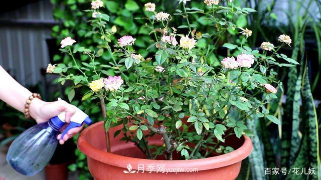 盆栽月季花掌握4個(gè)小技巧，長(cháng)得“花繁葉茂”不難！(圖2)