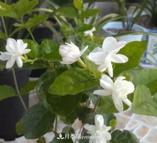 初冬適合養哪些花？這6種花好養又好看！(圖1)