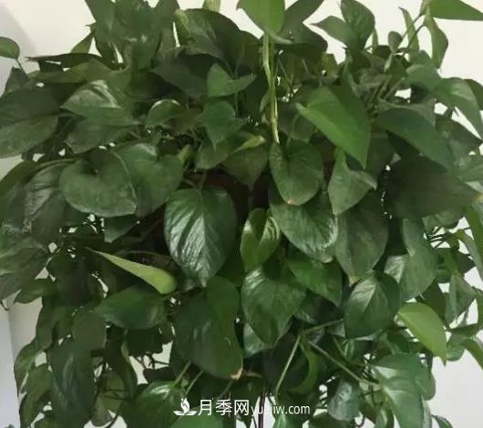 初冬適合養哪些花？這6種花好養又好看！(圖2)
