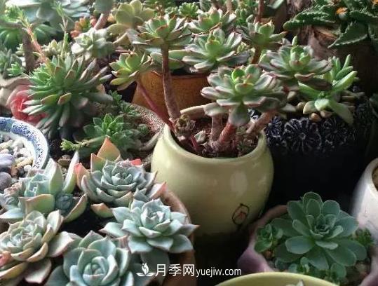 初冬適合養哪些花？這6種花好養又好看！(圖4)
